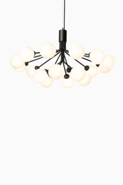 Apiales 18 lysekrone