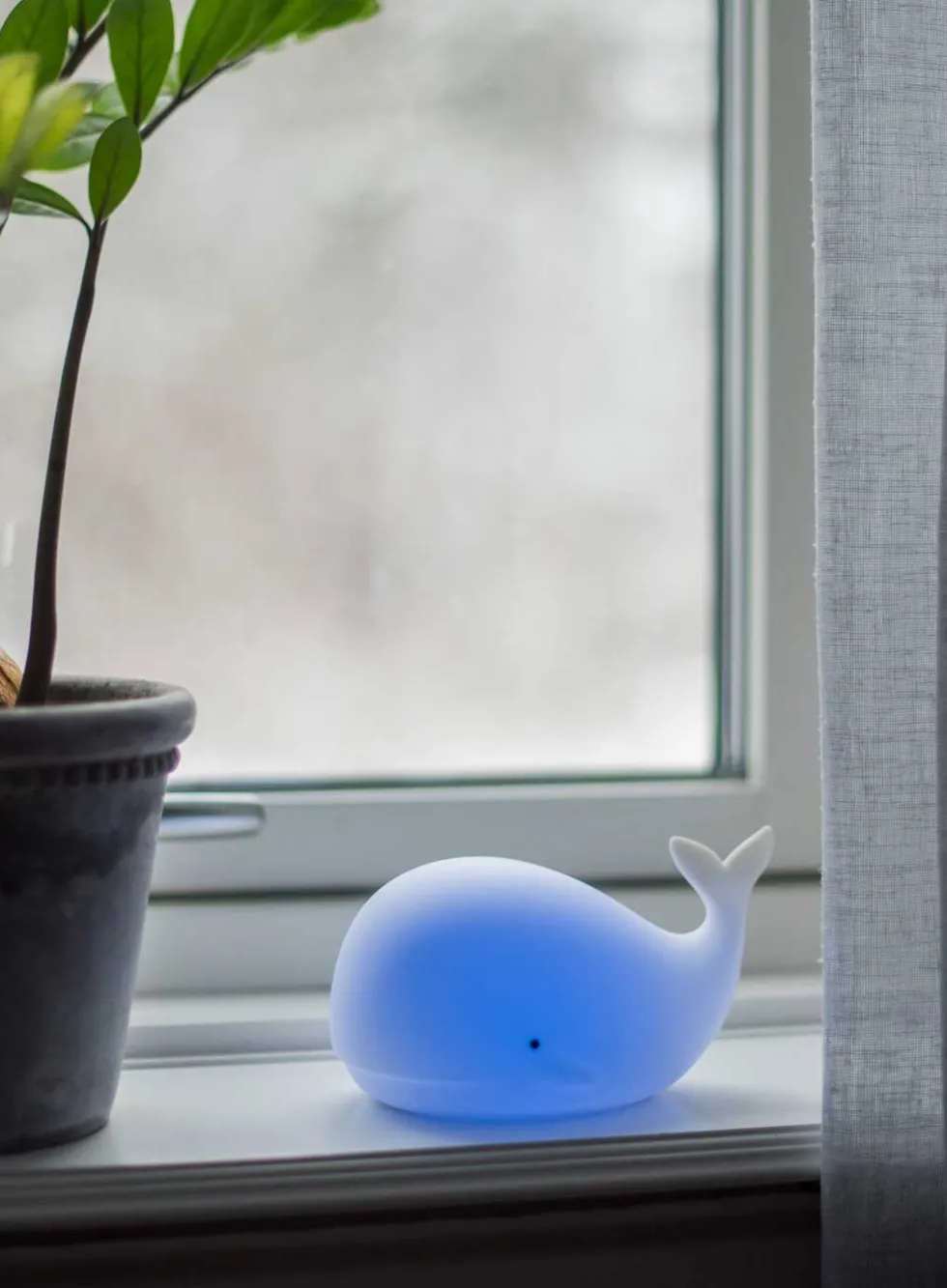 Nattlampe - hval